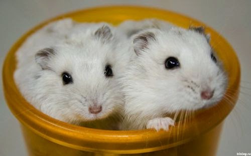 Usia Hamster Siap Kawin | Jual Peralatan , Perlengkapan , dan Aksesoris