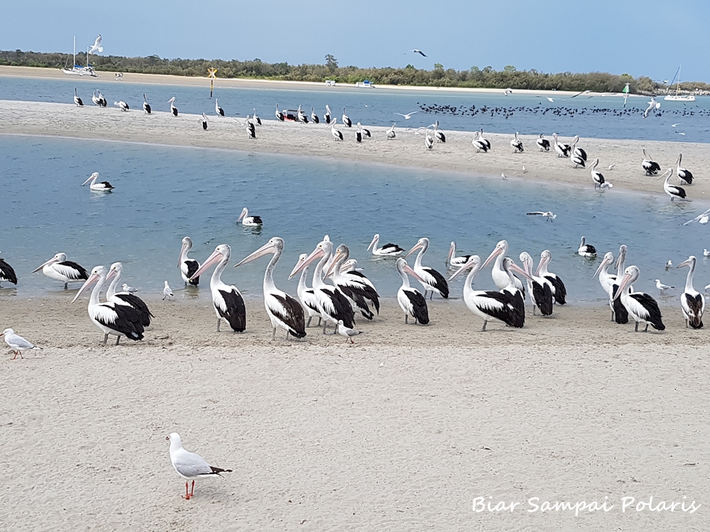 Tempat Menarik di Gold Coast, Australia 2 Pelican Feeding at Labrador
