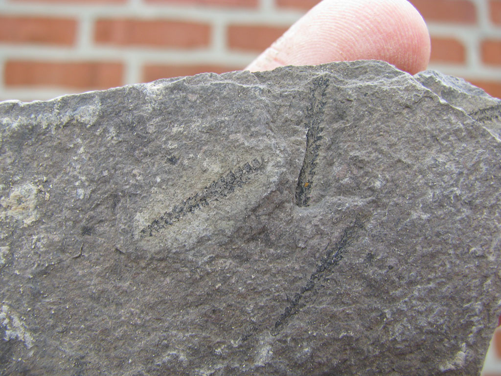 Views of the Mahantango Fossils from Lusters Gate, VA.