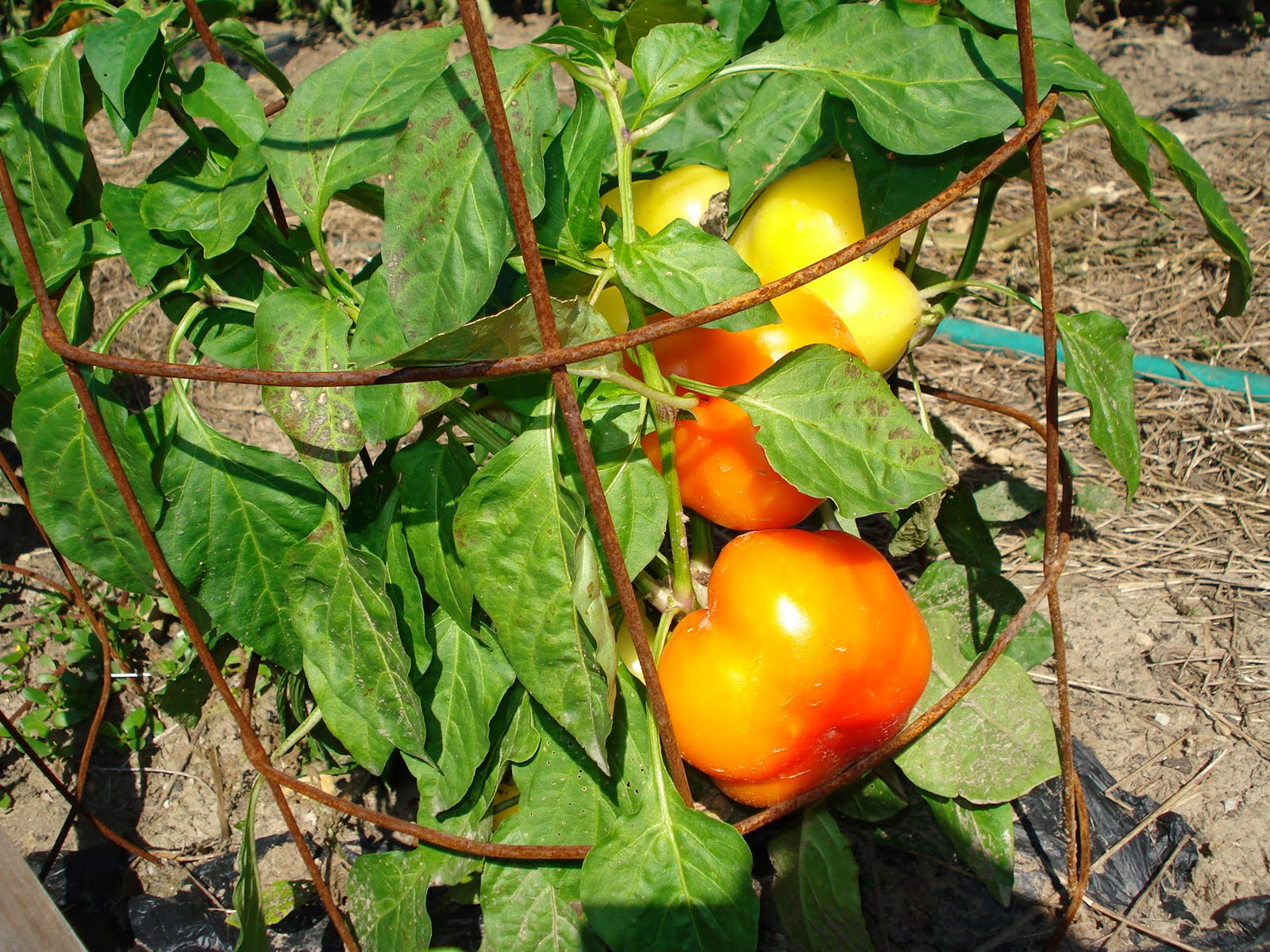 3 Flat Acres Growing paprika