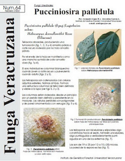  Pucciniosira pallidula (Fungi: Uredinales)