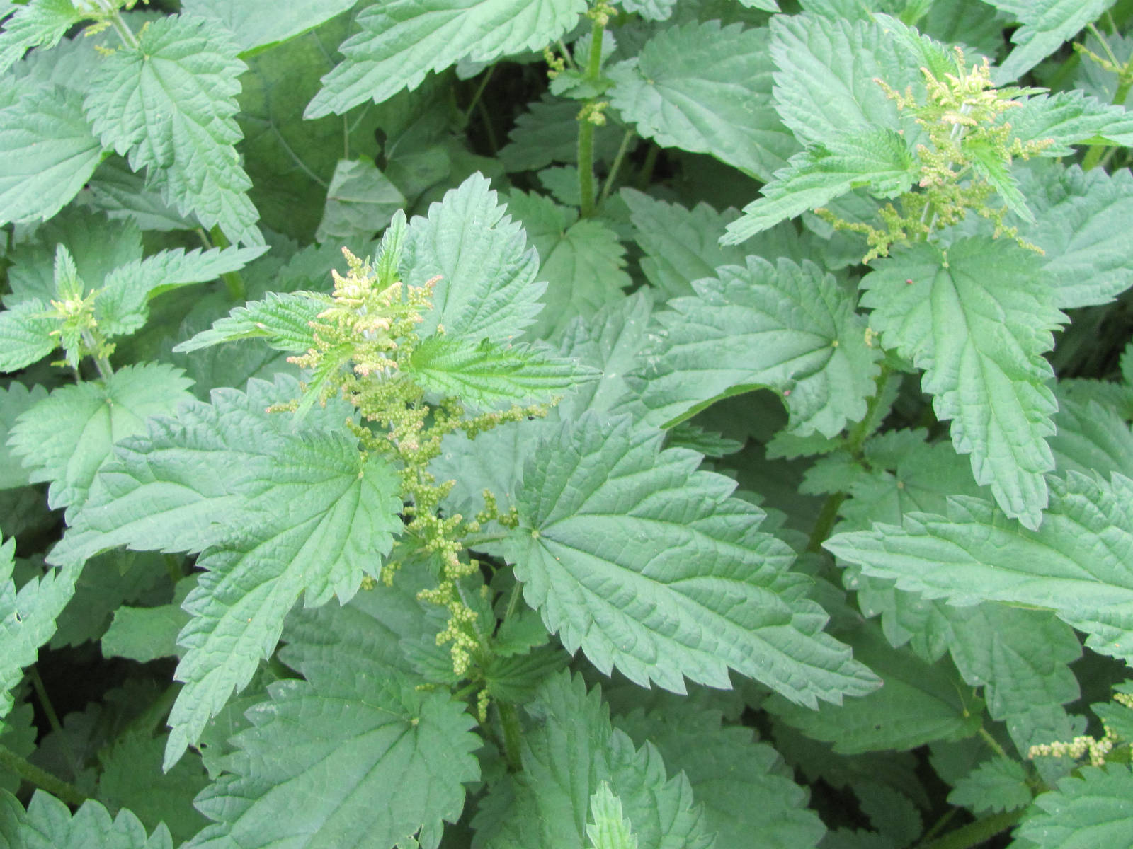 Urban Prepper Chicks Herb of the Week Uses for Nettles