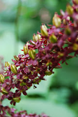 Veratrum nigrum