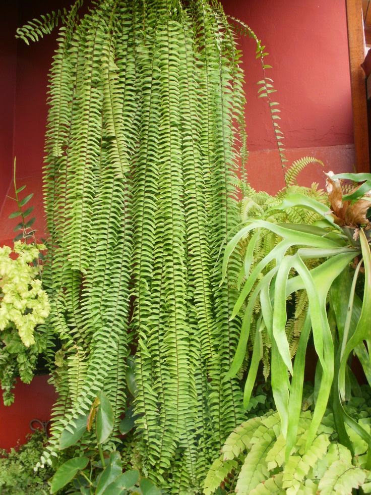 Cómo transplantar un Helecho : Jardín y Terrazas