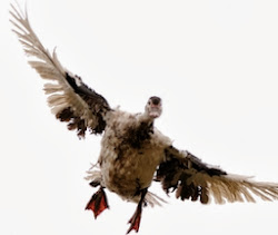 dust duck flying bowl birds sand keep eyes sedwick helen backward storm fly why