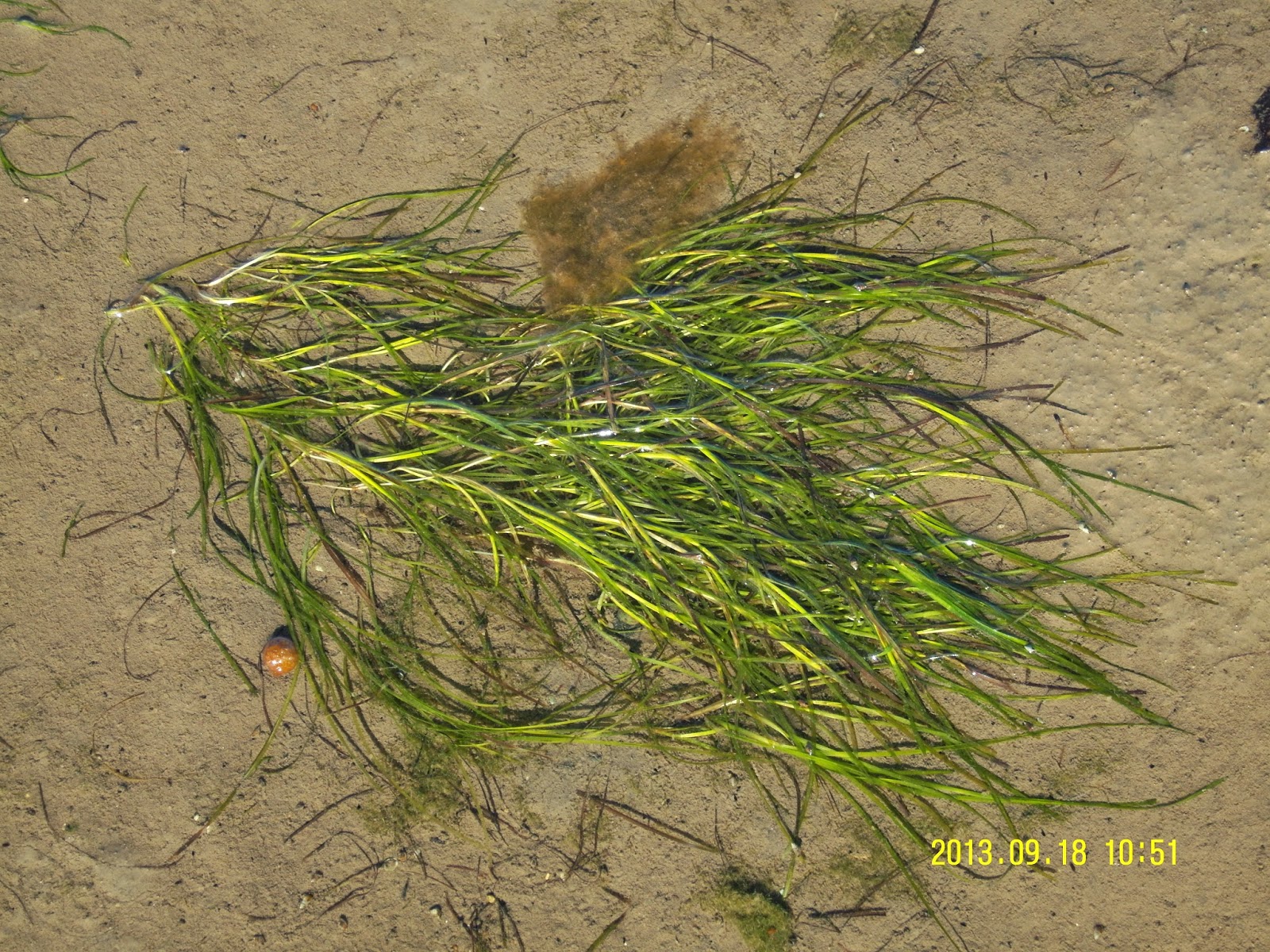 Lindisfarne National Nature Reserve 17th November Seagrass a vital