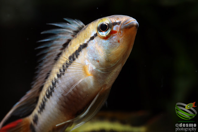 Apistogramma sp. schwarzkehl / sp. D25