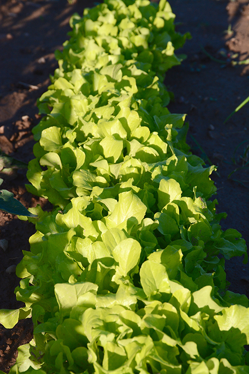 Gardening; lettuce| My Darling Days Gardening; lettuce| My Darling Days