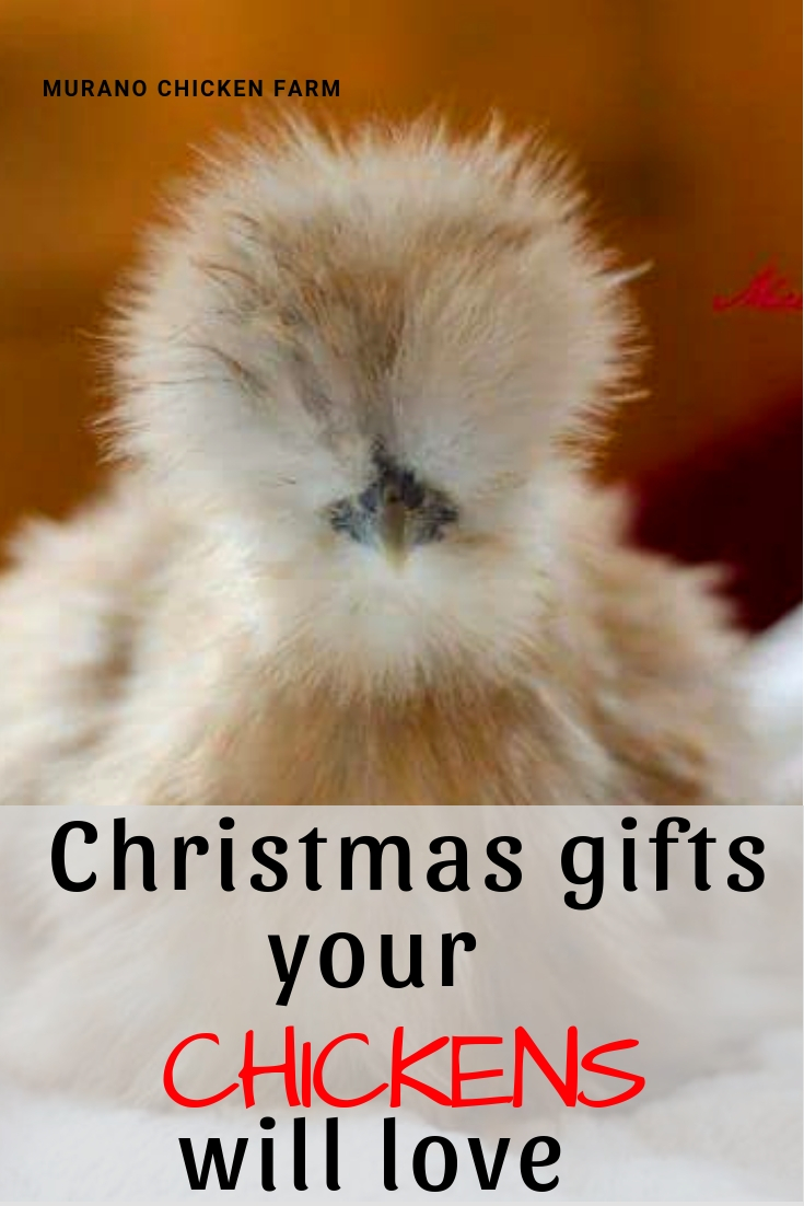 give chickens for christmas