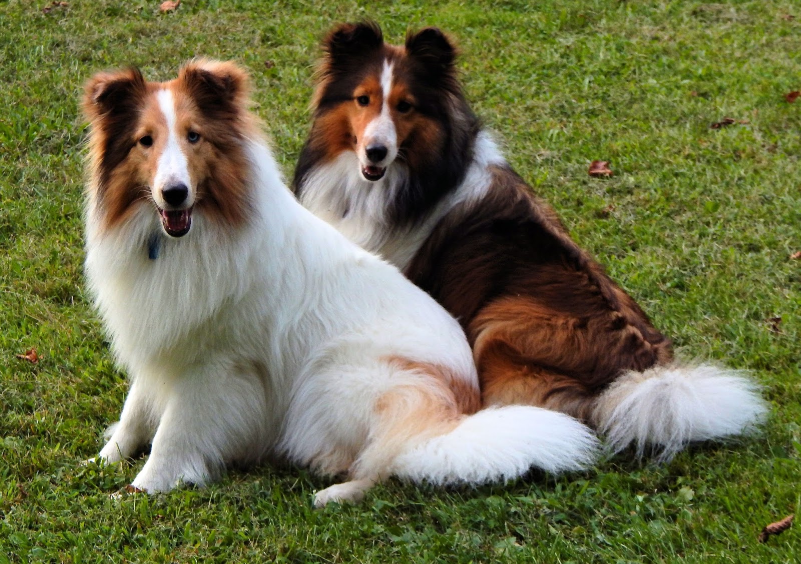 Redtail Hill Farm Redtail Hill Shelties