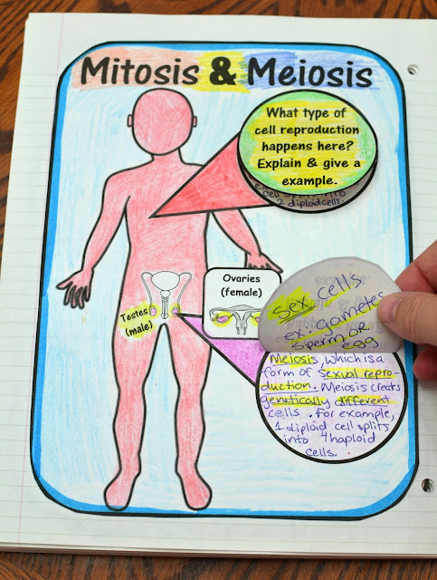 Mitosis and Meiosis Foldable