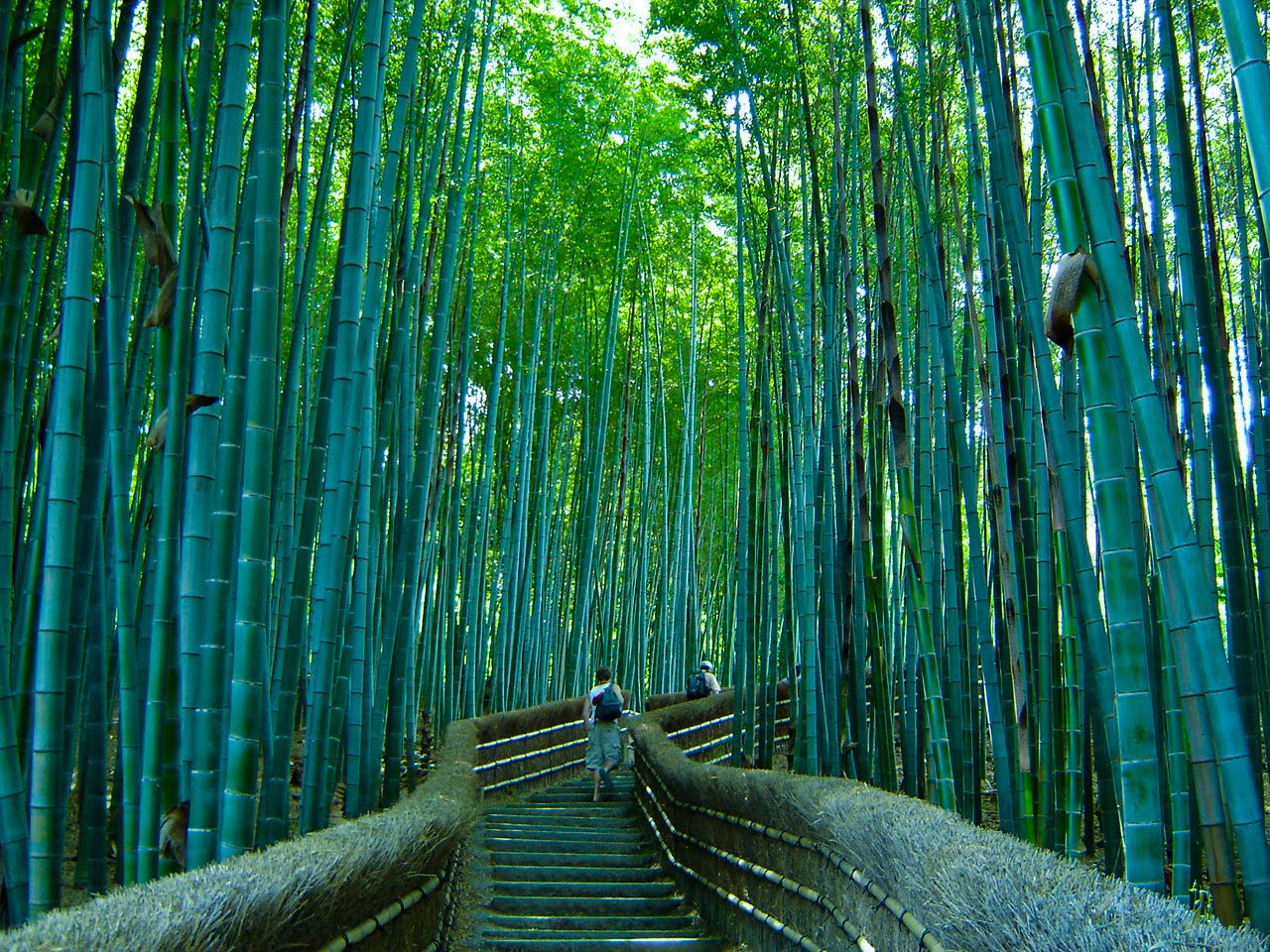 Earth A Wonderful World Bamboo Forest, Japan