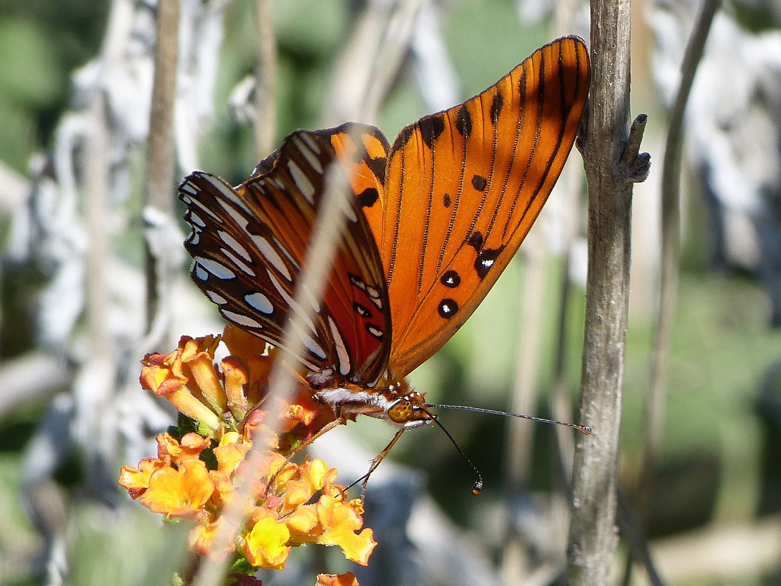Mount Epsom Butterflies of Texas