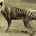 El tigre de Tasmania podría no estar extinto