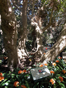 The Oldest part of Kirstenbosch botanical garden.
