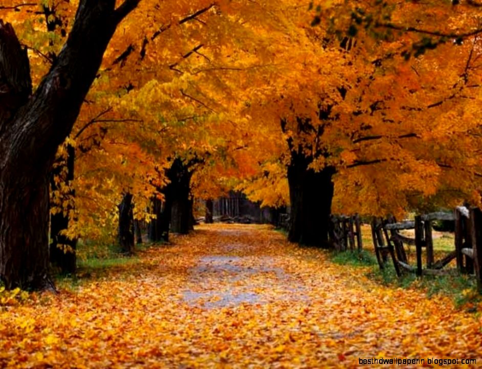 Fall   Nature Desktop Wallpaper