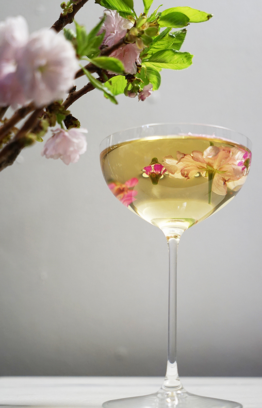 Gastronomista Luxardo Cherry Blossom Martini