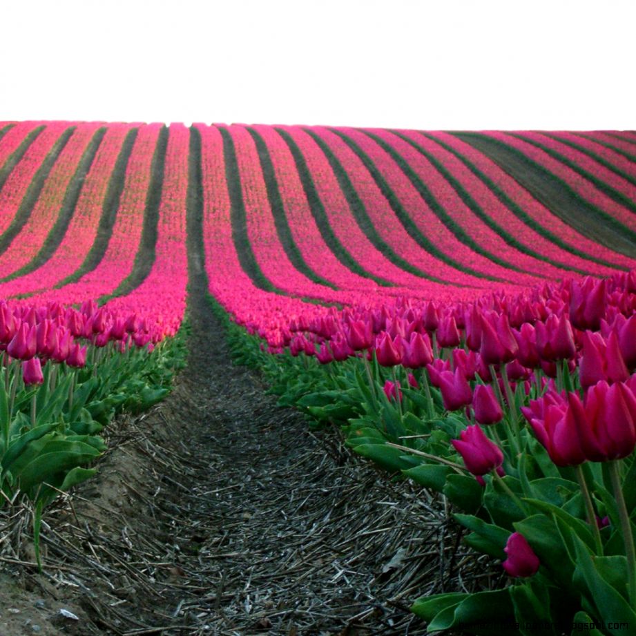 moghips most interesting Flickr photos  Picssr