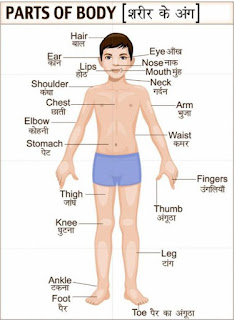 amazing facts about our body hindi me amazing facts about our body hindi me