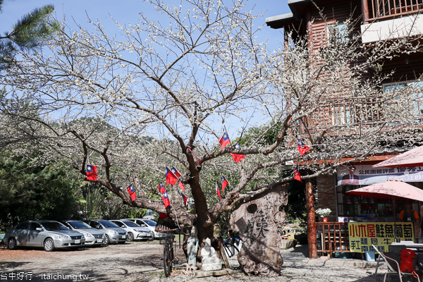 新社梅花隧道、小木屋鮭魚葡萄、梅花森林,台中賞梅花好去處 新社梅花隧道、小木屋鮭魚葡萄、梅花森林,台中賞梅花好去處