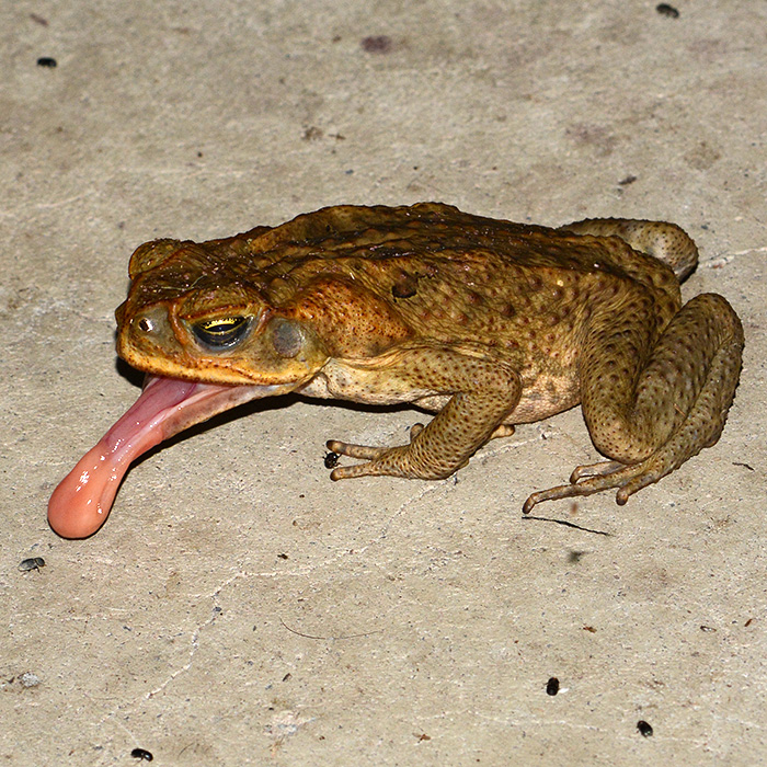 Hop Stop Cane Toad Spray