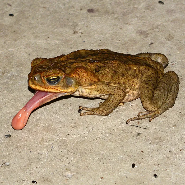 Cane toads are excellent 'shots' with their sticky tongue