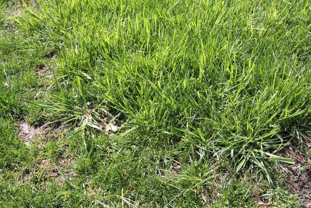 Adventures In Gardening I hate tall fescue