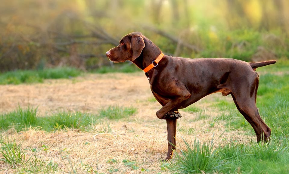 Perro de caza: cuidados y nombres para tu mascota. Braco alemán
