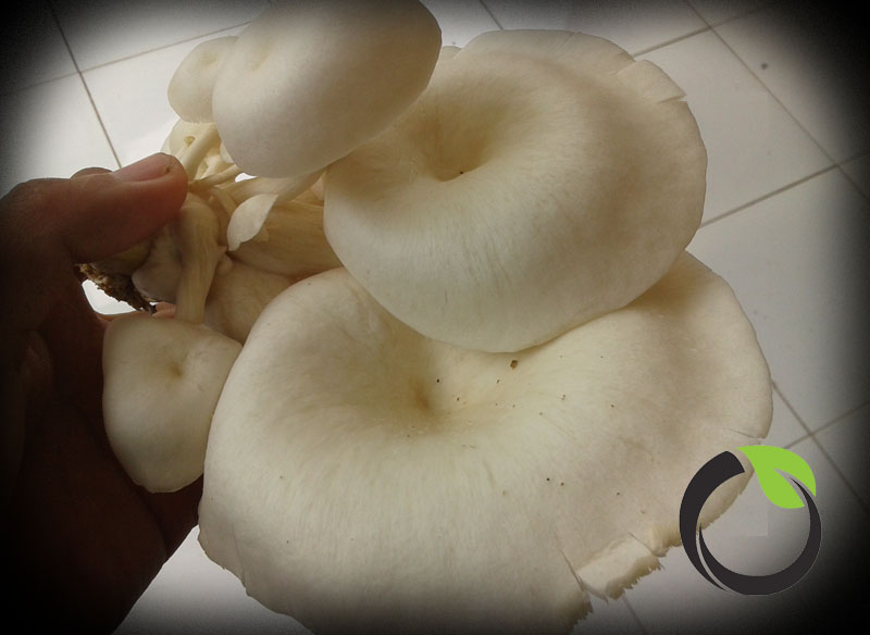 Kandungan gizi dan manfaat Jamur tiram (Pleurotus ostreatus) Sampul Pertanian