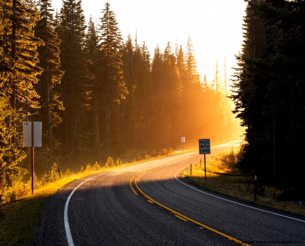Road sun rays light forest trees spruce Wallpaper  1280x1024