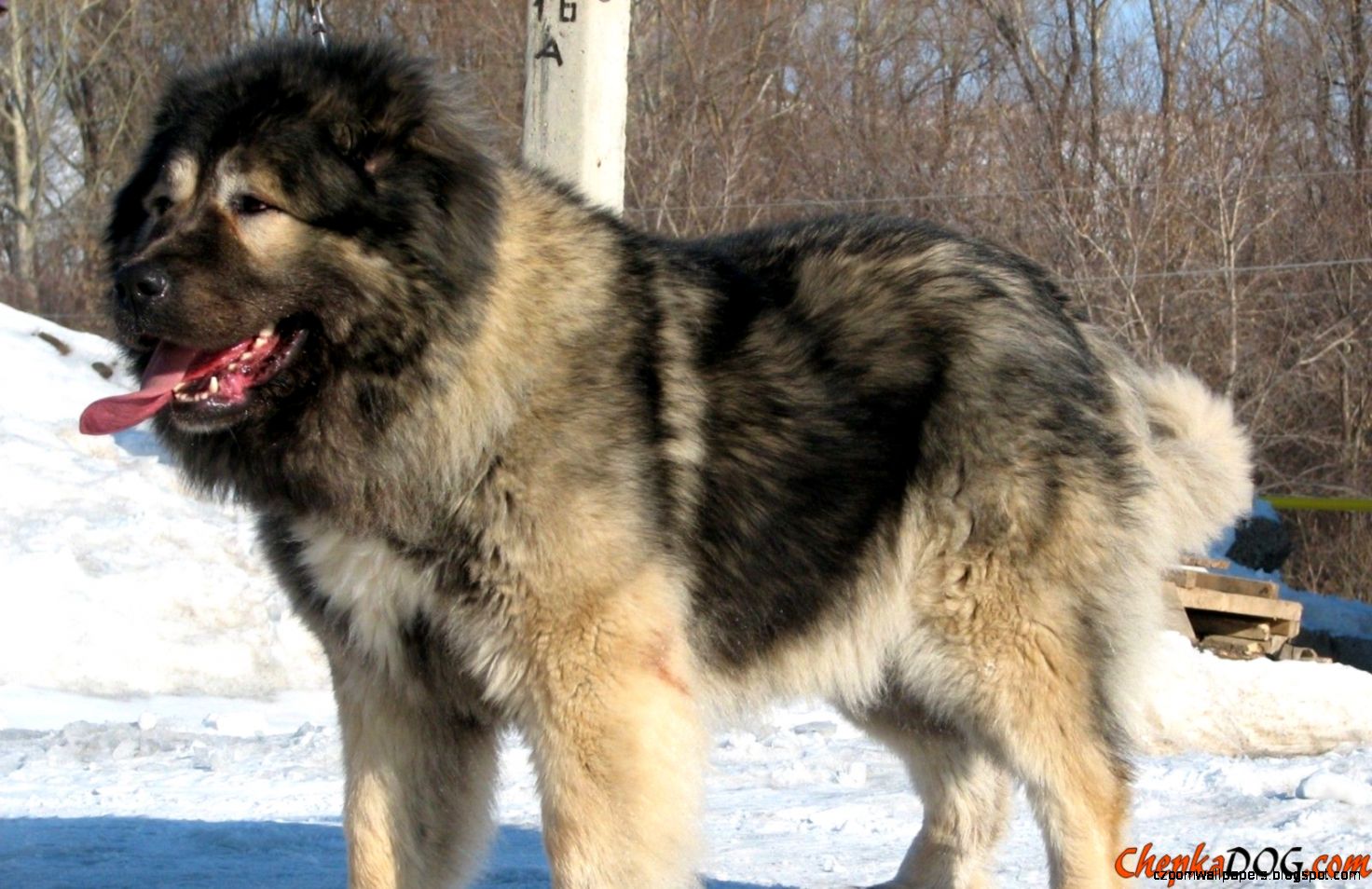 The Caucasian Shepherd Dog – The Huge Aggressive Guard Dog
