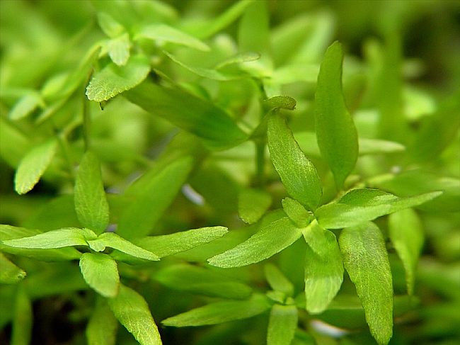 cây đàn thảo thủy sinh ưa ánh sáng mạnh cây đàn thảo thủy sinh ưa ánh sáng mạnh