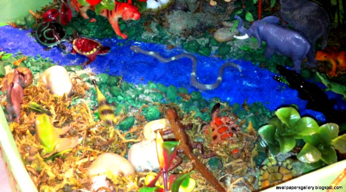 Tropical Rainforest Biome Project In A Shoebox | Wallpapers Gallery
