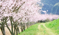 cherry japanese blossoms flower sakura wallpapers sunshine
