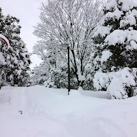 大雪の公園の写真