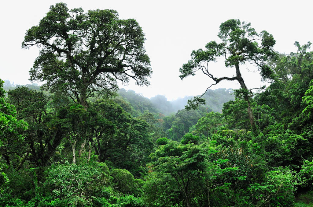 Dr Lakhimi Gogoi Layers And Types Of Rainforest