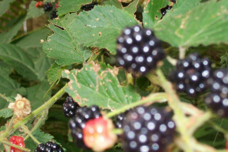 Life in a Deer Yard BLACKBERRY BRANDY (VINE TO DECANTER)