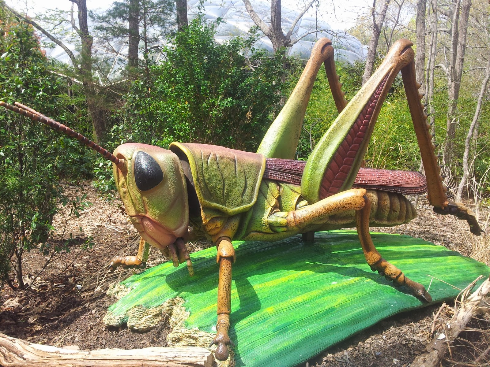 Mom's Thumb Reviews North Carolina Zoo Insects