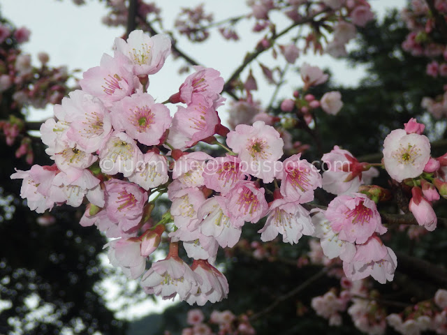 Tianyuan Temple cherry blossom