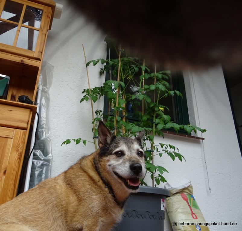 Überraschungspaket Hund ein Hundeblog der zeigt, wie unterschiedlich