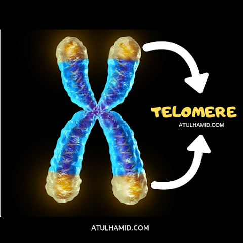 Telomere: Menceritakan segalanya tentang kesihatan anda