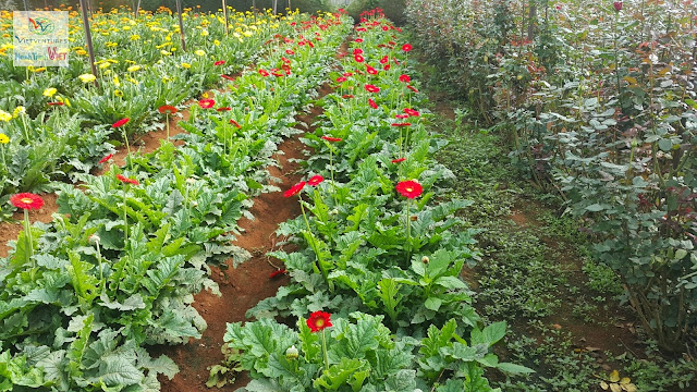 Chiêm ngưỡng vẻ đẹp hoa đà lạt ở Làng hoa Vạn Thành