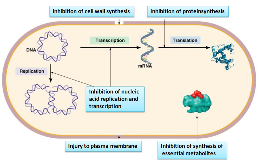 Funny&Amazing Pics&Facts Summary of mechanisms of antibacterial action