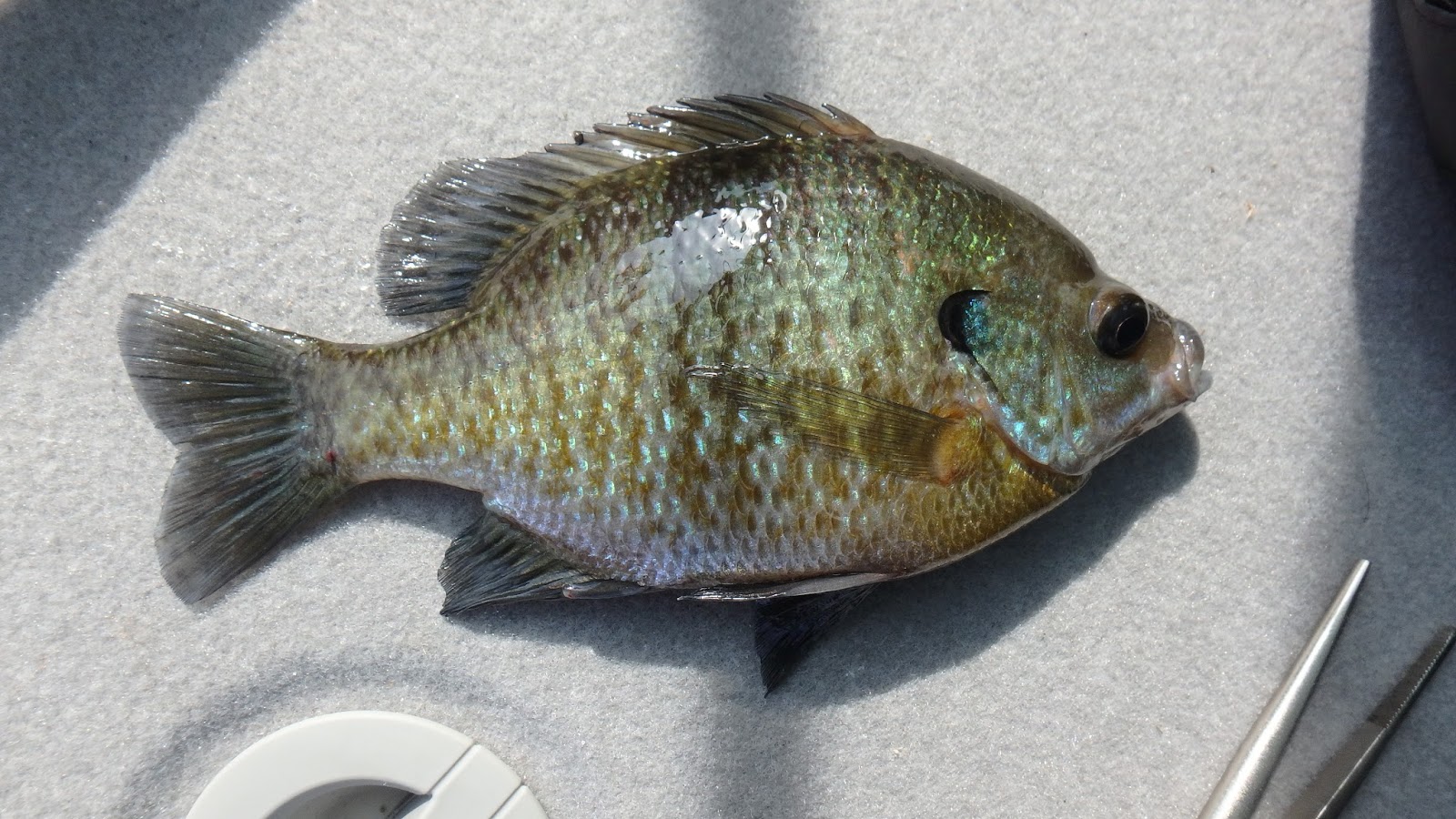 霞ヶ浦水系のバスはギルを食べない Bassou Net