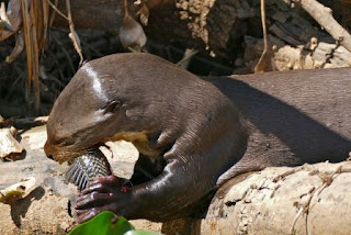 Giant Otter Binatang Atau Hewan Langka Di Dunia Yang Terancam Punah