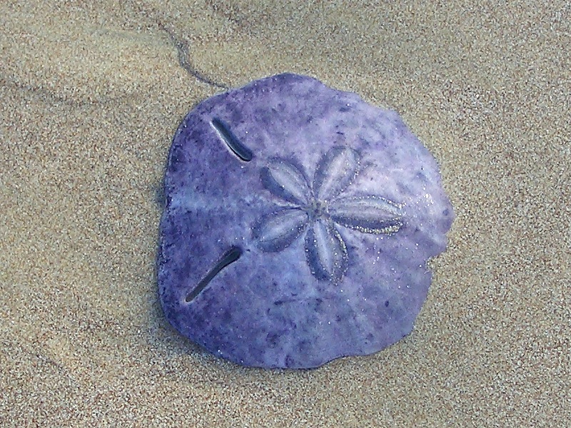 Sand Dollar Pictures 62