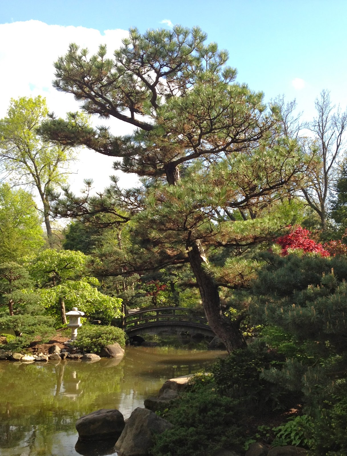 Garden of Reflection Trees in Japanese Gardens