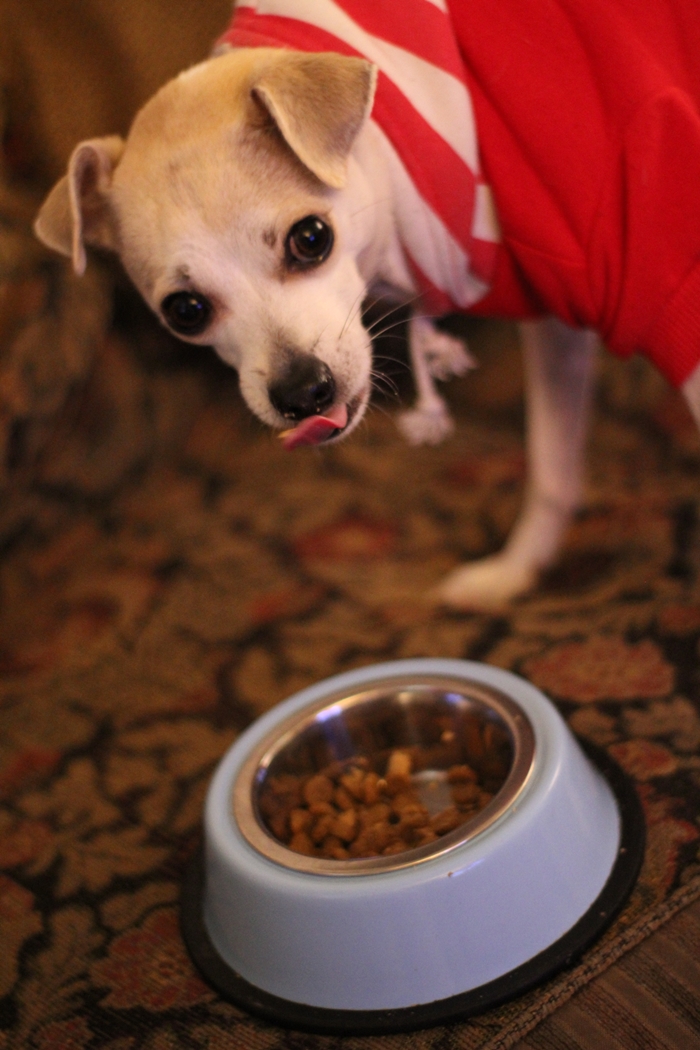 HAPPYHAZEL Dog Food Giveaway! Happy Discovers Brothers Complete Ultra