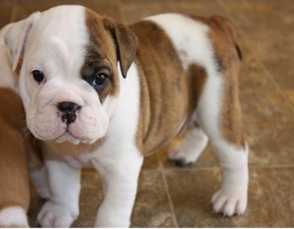 Top 5 Amazing Bulldog Puppies
