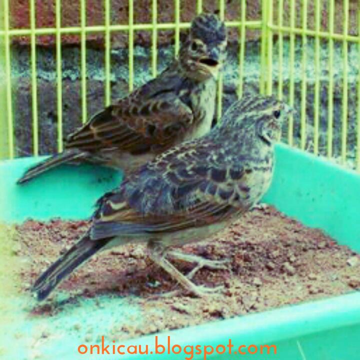45++ Foto burung branjangan jantan terupdate